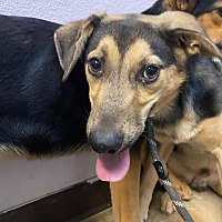 adopt a pet