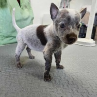 adopt-pet