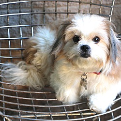 Thumbnail photo of Suki  - pending adoption #2