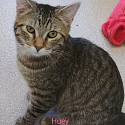 Photo of Huey
