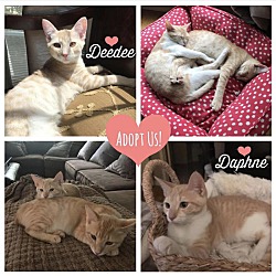 Thumbnail photo of Deedee (& Daphne) #2