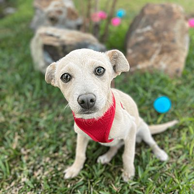 Carlsbad, CA - Jack Russell Terrier/Greyhound. Meet Pearl a Pet for ...