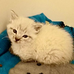 Photo of Topaz