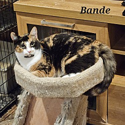 Thumbnail photo of Bande #1