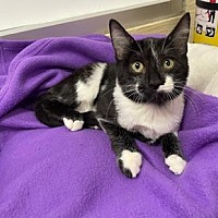 adopt a pet