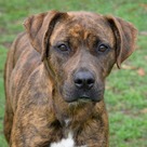 Adopt A Pet :: Rivka - Versailles, KY