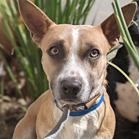 adopt a pet