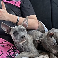 adopt a pet