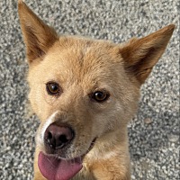 adopt-pet