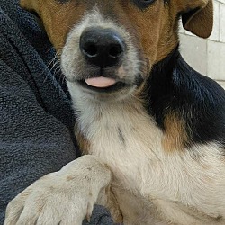 Thumbnail photo of Nomi (in adoption process) #1