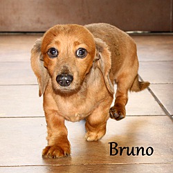 Thumbnail photo of Bruno~adopted! #1