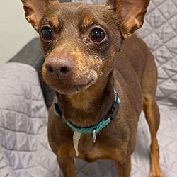 Photo of Romeo