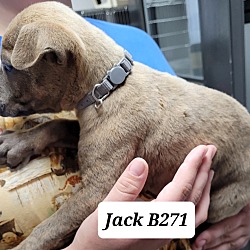 Thumbnail photo of Jack B271 #2