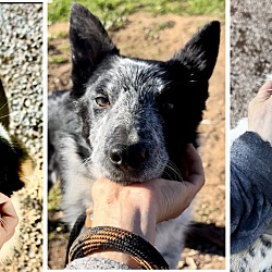 Thumbnail photo of Blue Heeler pups #4