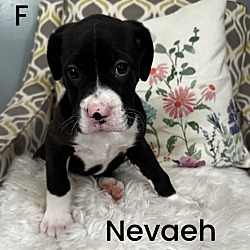 Thumbnail photo of Nevaeh  (Mall of NH) #3