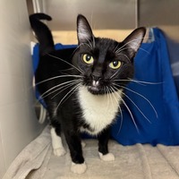 adopt a pet