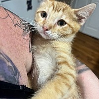 adopt a pet