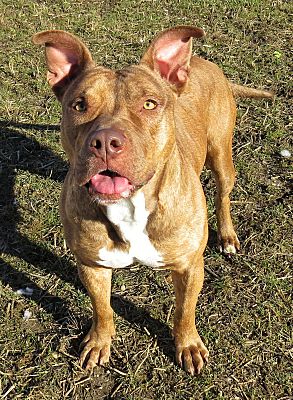 Amityville, NY - Pit Bull Terrier. Meet Hazel a Pet for Adoption ...