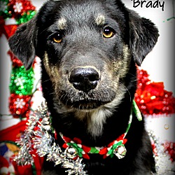 Thumbnail photo of Brady ~ meet me! #1
