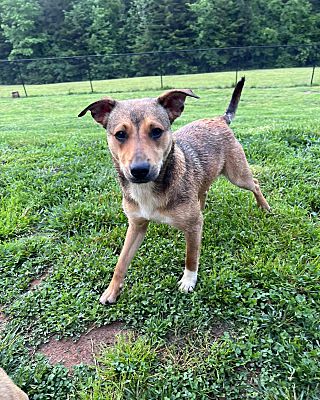 Roswell, GA - Mixed Breed (Medium). Meet Hazel a Pet for Adoption ...