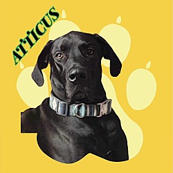 Thumbnail photo of Atticus #1