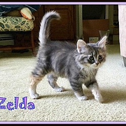 Thumbnail photo of Zelda #2