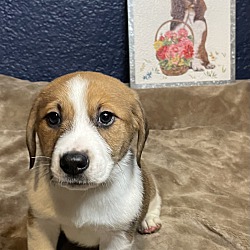 Photo of Biscuit (Male Puppy 3)