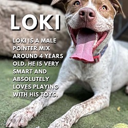 Thumbnail photo of Loki #1