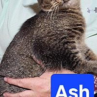 adopt a pet