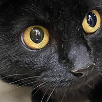 adopt-pet