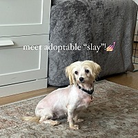 adopt a pet