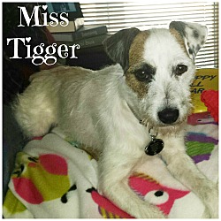 Thumbnail photo of Miss Tigger in Tulsa PENDING #1