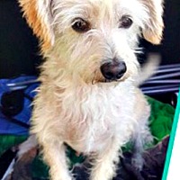 Boulder, CO - Pet Adoption. Brighter Days Dog Rescue has dogs ...