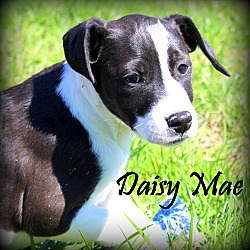 Thumbnail photo of Daisy Mae~adopted! #2