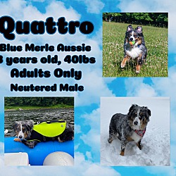 Photo of Quattro