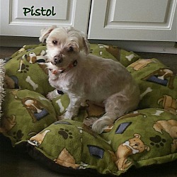 Thumbnail photo of Pistol*adopted #2
