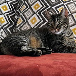 Thumbnail photo of BEANS! - Loving & Devoted Cat #1