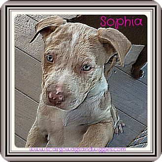 leopard pitbull puppies for sale