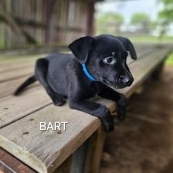 Thumbnail photo of Bart #1