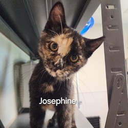 Thumbnail photo of Josephine #2