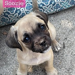 Thumbnail photo of Soozie #1