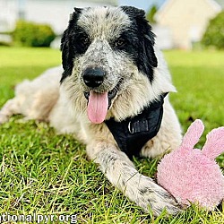 Thumbnail photo of Seth in NC - Very Playful & Affectionate! #2