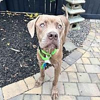 adopt a pet