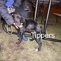Photo of Tippers