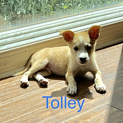 Photo of Tolley