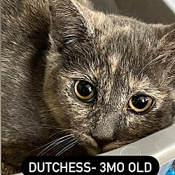 Photo of Dutchess_Cat