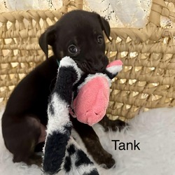 Photo of Tank Little