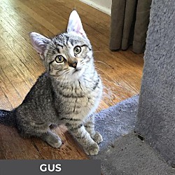 Thumbnail photo of Gus #3