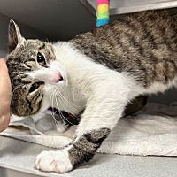 adopt a pet