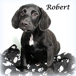 Thumbnail photo of Robert~adopted! #2